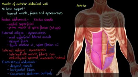 Muscles Of The Chest And Abdomen