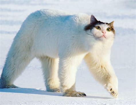 Photoshop manipulation can make such funny, weird and strange photos of animals. Sur Photoshop, elle fusionne ses chats avec d'autres ...