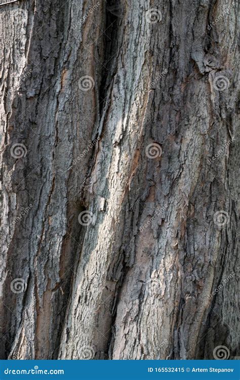 Acer Saccharum The Sugar Maple Or Rock Maple Stock Image Image Of