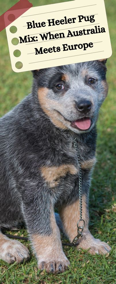 Blue Heeler Pug Mix When Australia Meets Europe Pug Mix Blue Heeler