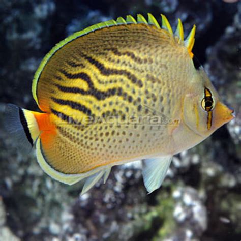 Sunset Butterflyfish Information And Picture Sea Animals
