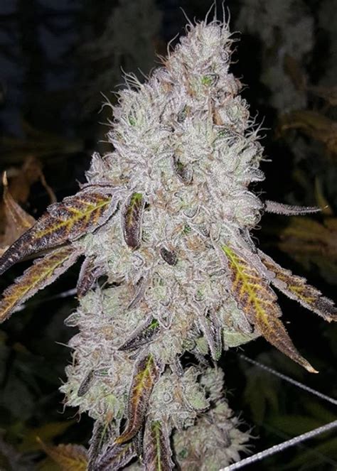 And bought and smoked wiz khalifa's new marijuana strain—khalifa kush: Seed Junky Genetics: strains rating - GrowDiaries