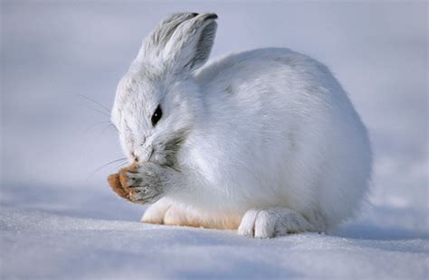 Free Photo Snowshoe Hare Animal Wildlife Wild Free Download Jooinn