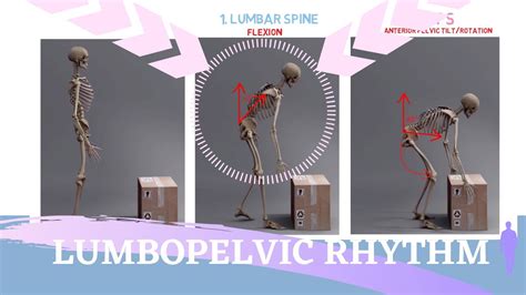 Lumbopelvic Rhythm Animation Sequence And Range Of Motion Explained