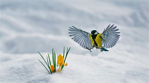 Eurasian Blue Tit Bird Is Hovering Near Yellow Crocus Flowers In Blur
