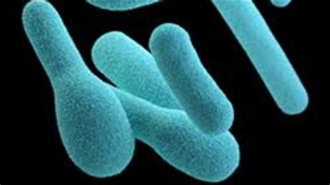 Clostridium Botulinum Microbiology Youtube