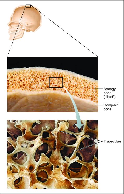 5 Flat Bones Consist Of A Layer Of Spongy Bone Sandwiched Between Two