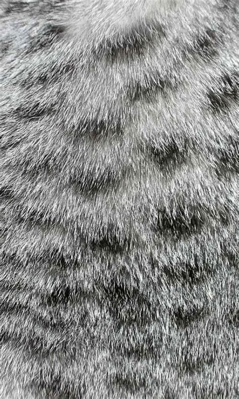 Cat Fur Texture Fur Texture Texture Fur Textures