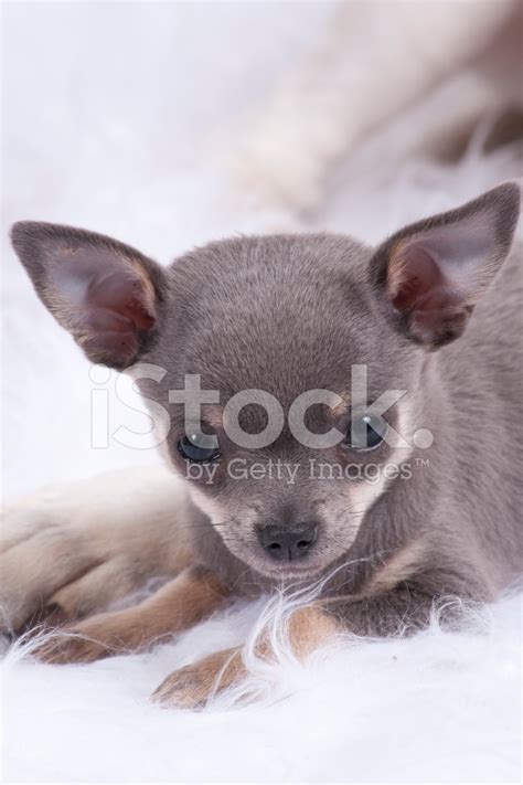 Grey Mini Chihuahua Pup On Colored Background Stock Photos