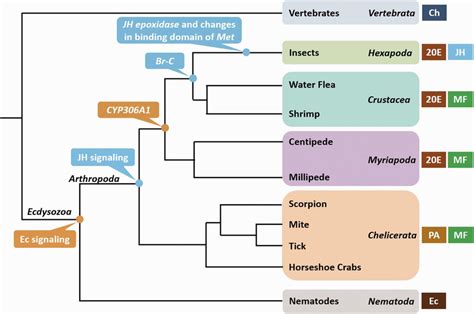 Arthropod Phylogenetic Tree With Vertebrate And Nematode