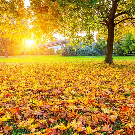 Fall Gardening Tips Put Your Leaves To Work Residential And Industrial