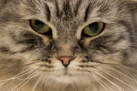 Pictures include breeds such as persian cats, exotic shorthair, ragdoll, british shorthair, maine coon. Man Faces up to Five Years in Jail for Allegedly Using a ...