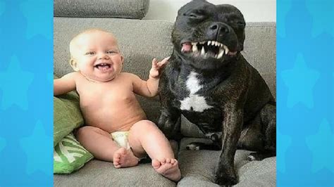 Funny Dog Loves To Make Baby Laugh Dog Loves Baby Compilation Youtube