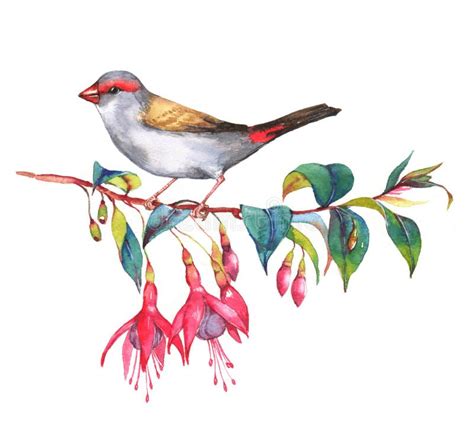 Wild Colorful Bird Drawing Stock Illustration Illustration Of Male