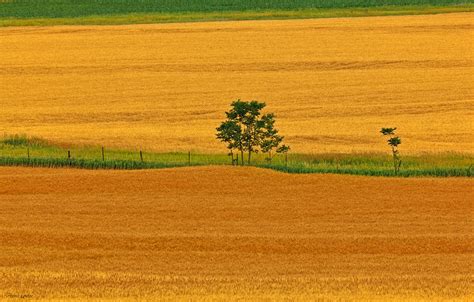 Kansas Wheat Fields Photograph By Anna Louise