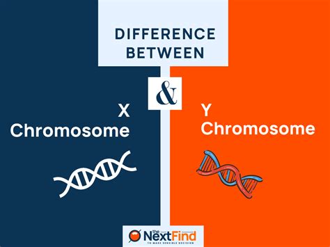 22 Differences Between X And Y Chromosome