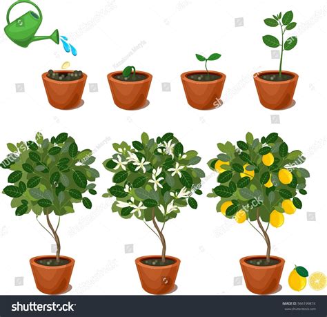 Lemon tree hotels lemon tree hotels are midscale business and leisure hotels that uplift your spirits at the end of a long day. Plant Growing Seed Lemon Tree Life Stock Vector 566199874 ...
