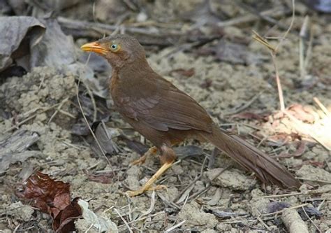 Ceylon Rufous Babbler Turdoides Rufescens Adventure Birding