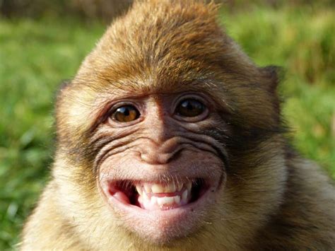 9 Monkey Breeds That People Keep As Pets Az Animals