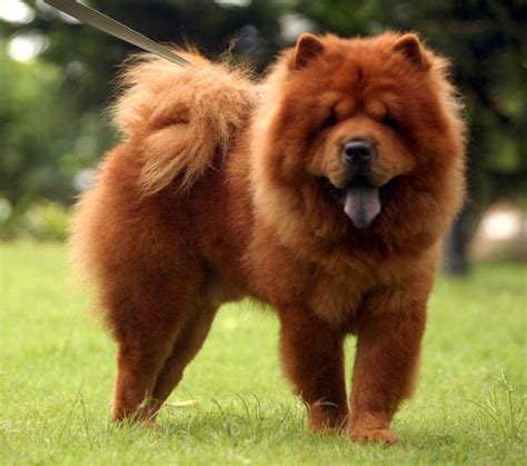Why Chow Chows Have Purple Tongues Woofline Pets
