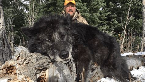 Otc Fully Guided Wolf Hunts In Wyoming With Wrbg Outfitters