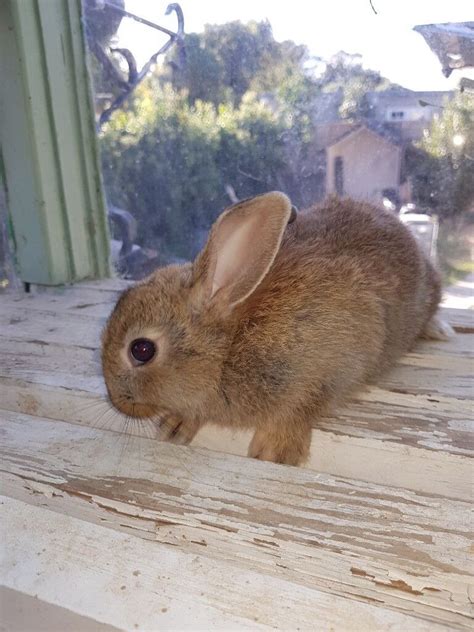 Very Cute Mixed Breed Bunnies Available For Sale In Hounslow London