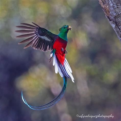 Resplendent Quetzals Flickr