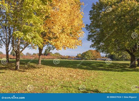 Autumn Gold In Blue Lake Park Oregon State Stock Photo Image Of