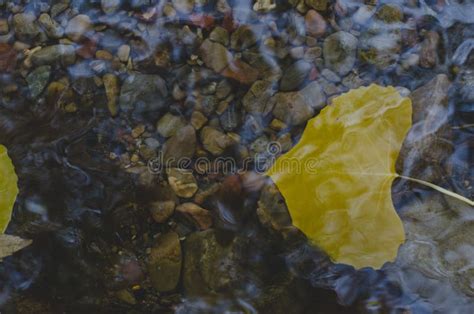 A Solo Yellow Leaf Floating Down The Stream Stock Image Image Of