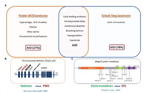 Magel Is Involved In Prader Willi Syndrome Pws And Schaaf Yang