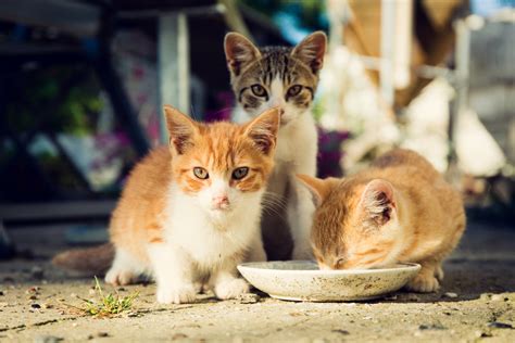 Understanding Cat Colonies And How You Can Help Vet Organics