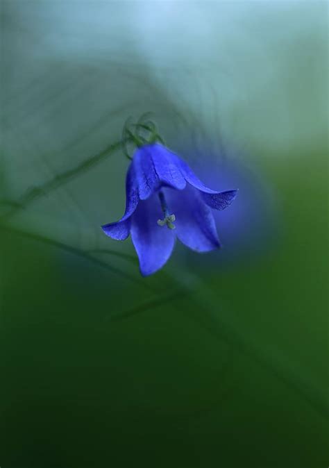 We did not find results for: A List of Cottage Garden Plants; The Ultimate Guide