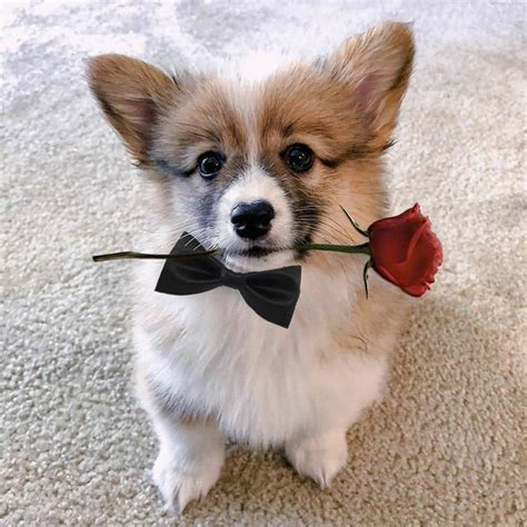 Will You Go On A Date With Me Corgi Cute Teacup Puppies Teacup