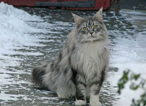 Most of the time, cats that are pure maine coons will have a rectangular body, meaning that the size and shape of the muscles throughout the body gives them a strong. Maine Coons - 20 Maine Coons Cat Breeds Facts With Pictures
