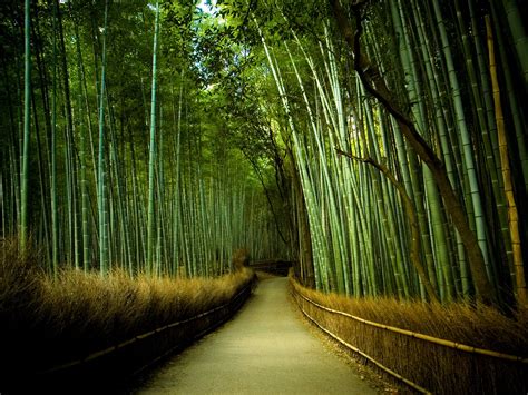 Bamboo Trees Bamboo Trees Hd Wallpaper Wallpaper Flare