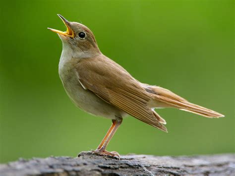 Male Nightingales Sing Complex Songs To Show Females They Will Be Good Fathers Say Scientists