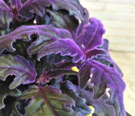 Purple Passion Plant Gynura Aurantiaca Growing Purple Velvet Plants