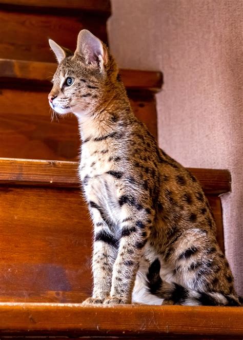 Savannah Cat Breed Information Characteristics And Care