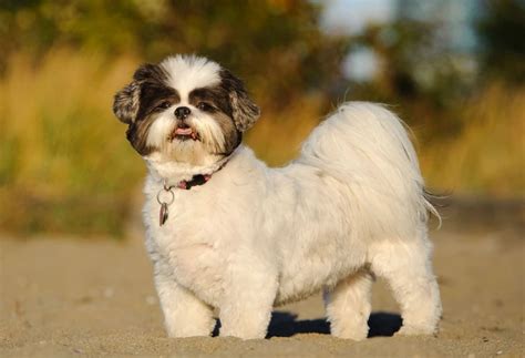 Unveiling The Loving Personality Of Shih Tzu Breed Dog Care Hacks