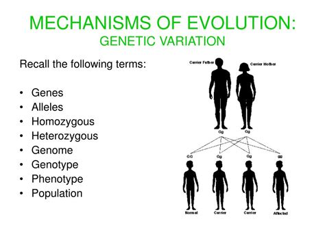 Ppt Mechanisms Of Evolution Genetic Variation Powerpoint