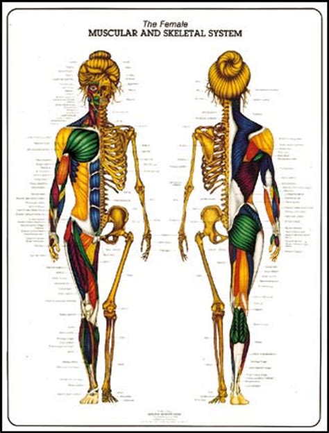 Female Muscular And Skeletal System Anatomy Poster Clinical Charts And