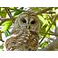 Barred Owl – Niceville Florida  Guest Post Ruth E Hendricks Photography