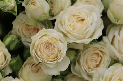 Spray Rose Collection — Eufloria Flowers