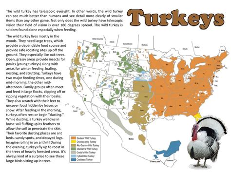Ppt Turkeys Powerpoint Presentation Free Download Id1863097