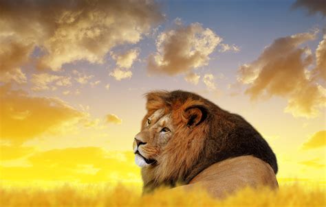 Lion Ultra Hd 4k Hd Animals 4k Wallpapers Images