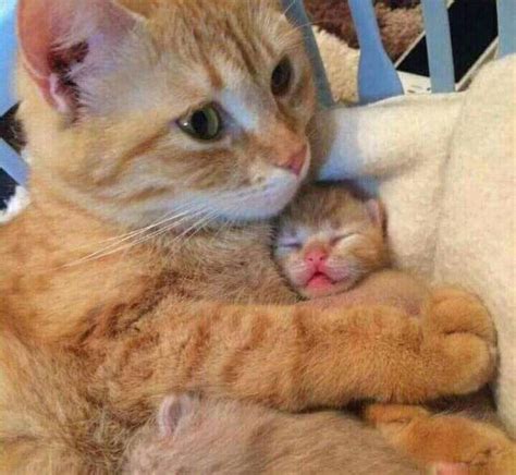 Pin By Doris Elisa On Animals Mommy And Baby Cute Cats Baby Animals