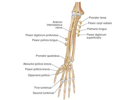 Basics Of Anatomy Elbow And Wrist Joints Moushus Pilates