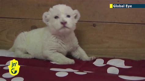 Rare Baby White Lion Born In Serbia Cute Lion Cub Roars For The