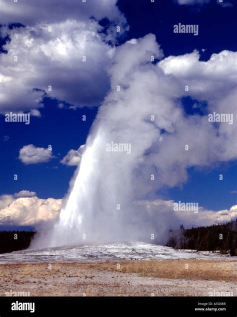 old faithful geyser in yellowstone national park in wyoming shown during one of its hourly