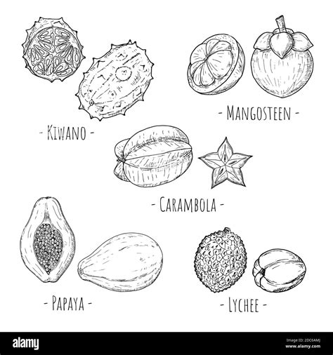 Conjunto De Frutas Tropicales Ilustraciones De Dibujos Animados